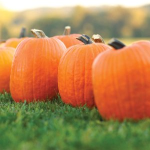 (image for) Frey Produce Medium Pumpkin