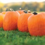 (image for) Live Goods